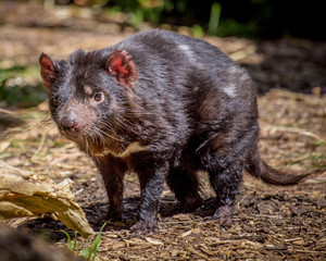 tasmanian devil