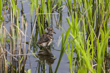 Naklejka na ściany i meble A chick of the Lapwing feeding in shallow waters of flooded meadows