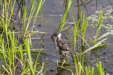 A chick of the Lapwing feeding in shallow waters of flooded meadows