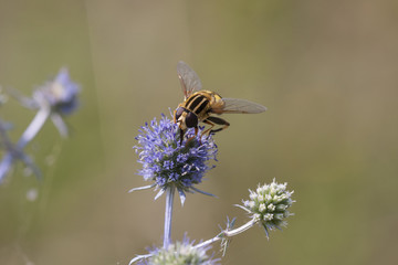 A wild fly fertilising flowers of thistle 