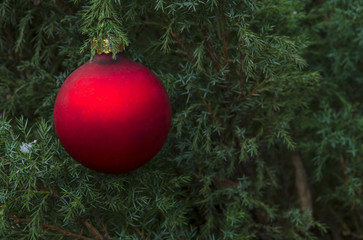 
A red glass new-year ball hangs on the branches of the juniper.
