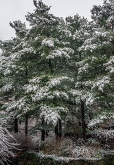Patch of Large Evergreen Trees Blanketed with Snow