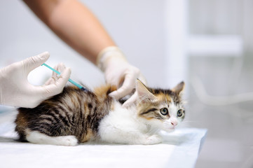 Female veterinary doctor giving injection for cute kitten