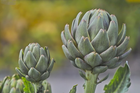 Knospen der Artischoke