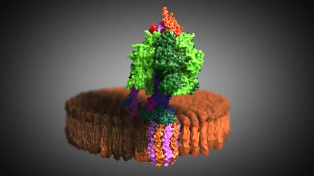 ATP-Synthase F0F1ATPase ATP Mitochondrien