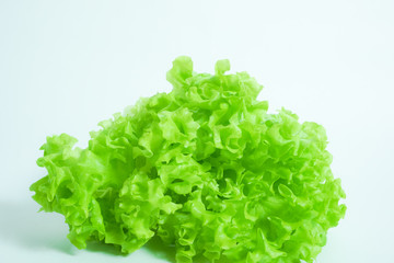 リーフレタス　白背景　シンプル素材