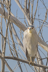 Bird night heron on tree limb perch above wetlands