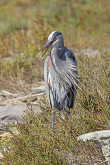 Bird great blue heron on wetlands shore