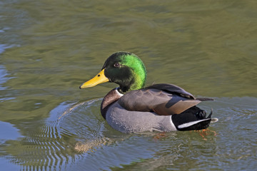 Bird mallard duck swims at wetlands shore