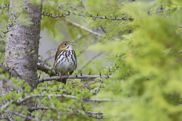 ovenbird (Seiurus aurocapilla) singing in spring