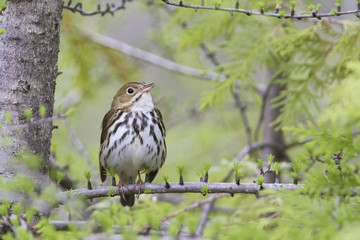 ovenbird (Seiurus aurocapilla) singing in spring