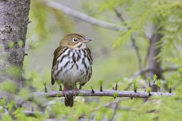 ovenbird (Seiurus aurocapilla) singing in spring