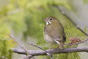 ovenbird (Seiurus aurocapilla) singing in spring