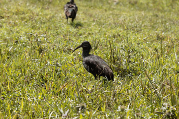 Obraz premium Wattled Ibis (Bostrychia carunculata)