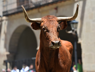 bull in spain