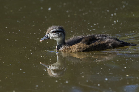 Wood duck baby in spring
