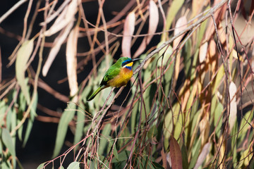 Blue breasted bee eater (Merops variegatus)