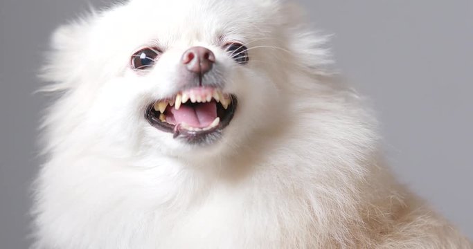 Angry white Pomeranian dog