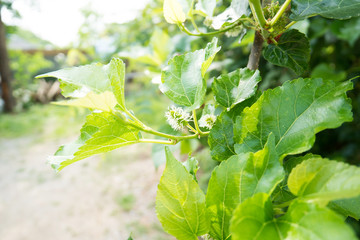 Unripe mulberry fruit on tree branch