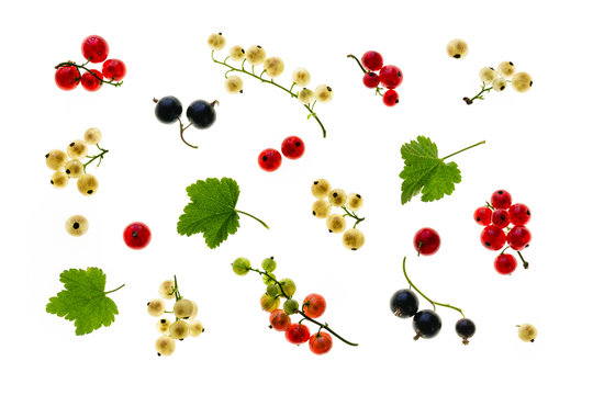 white, red and black currants arranged on white background