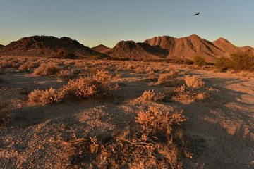 Bird flying over Mojave desert during morning sunrise outskirts of town of Pahrump, Nevada, USA