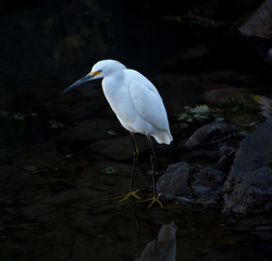 Egret Feeding California Coast