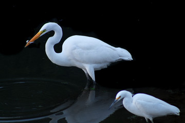 Egret Feeding California Coast