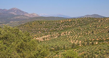 Fototapeta na wymiar Orange groves near Mycenae, Greece