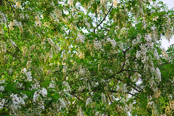 Fototapeta na wymiar Flowering tree Robinia pseudoacacia, or false acacia, or black locust 