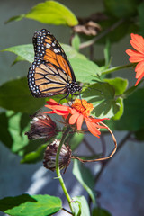 Monarch butterfly perched on red flower