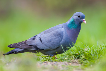 European Stock dove