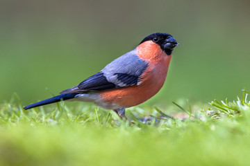 Bullfinch in lawn