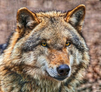 Fototapeta Close up of head of Dangerous Grey Wolf