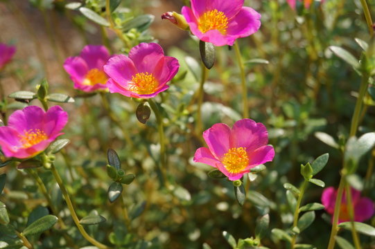 SMALL PINK FLOWER