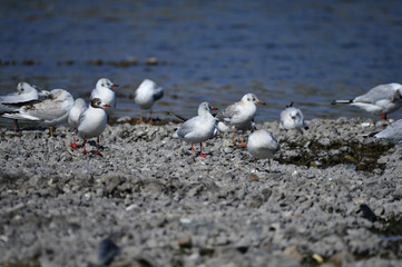 The sea bird