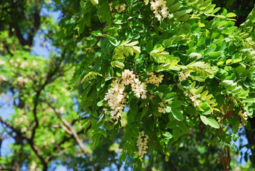 Flowering tree Robinia pseudoacacia, or false acacia, or black locust 
