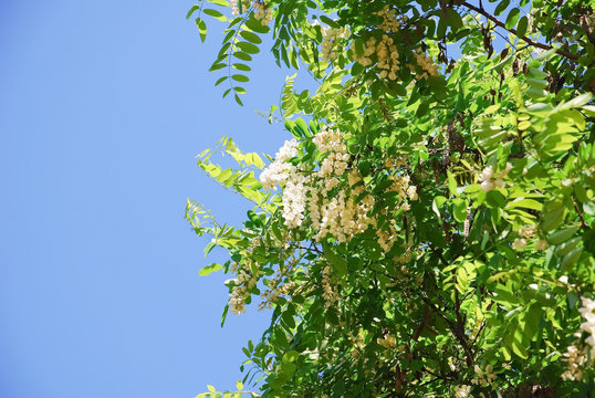 Flowering tree Robinia pseudoacacia, or false acacia, or black locust 