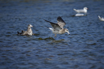 The sea bird