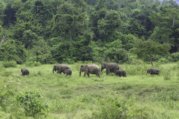 Fototapeta na wymiar wild elephants live in deep forest at Kui Buri National Park, Thailand