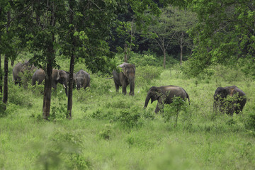 Fototapeta na wymiar wild elephants live in deep forest at Kui Buri National Park, Thailand