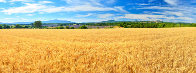 Wheat field in summer countryside © denis_333