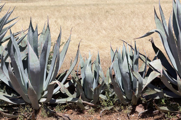 American aloe (Agave americana) as field fence.