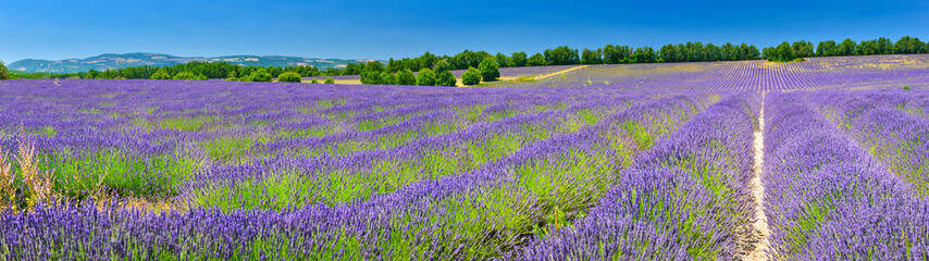 Fototapeta na wymiar Lavender field in summer countryside