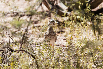 Spotted thick-knee (Burhinus capensis)