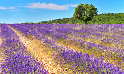 Plakat Lavender field in summer countryside