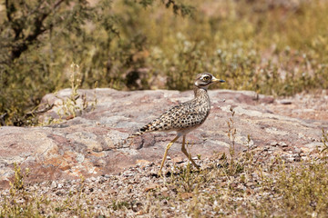 Spotted thick-knee (Burhinus capensis)