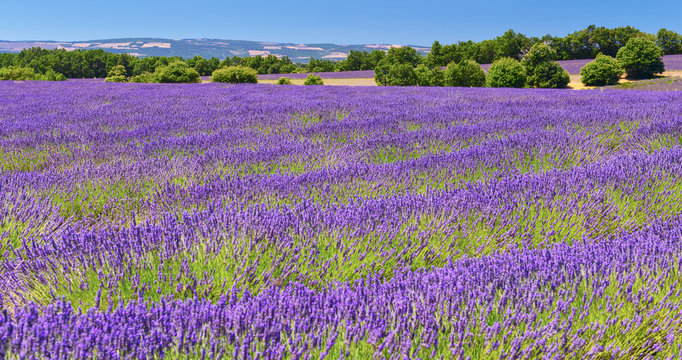Fototapeta Lavender field in summer countryside