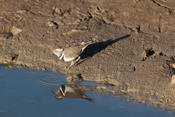  Three banded plover (Charadrius tricollaris)