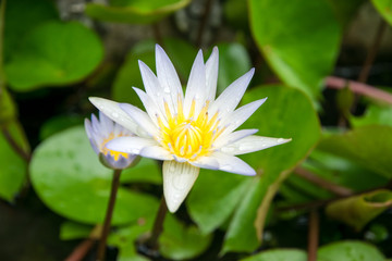 White lotus, Water lily in garden pond