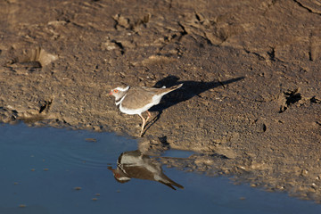  Three banded plover (Charadrius tricollaris)